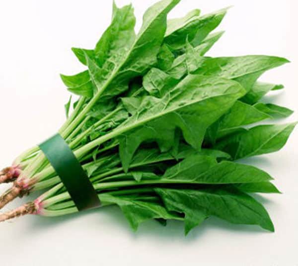 hạt giống cải bó xôi hạt giống cải bó xôi