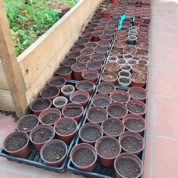 khay đựng chậu ươm khay đựng chậu ươm