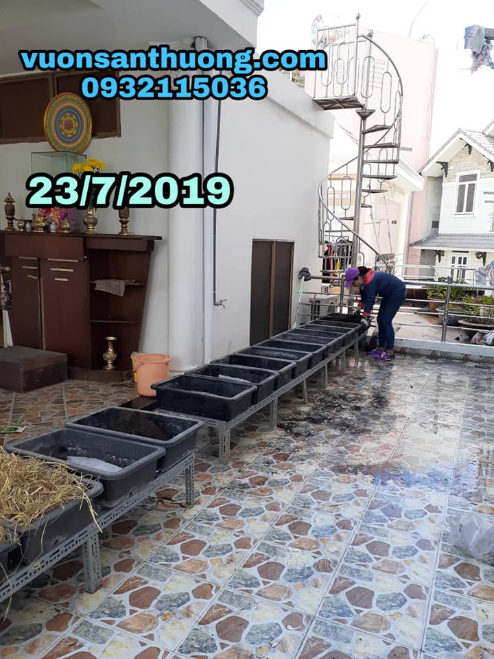 lắp chậu lên kệ lắp chậu lên kệ