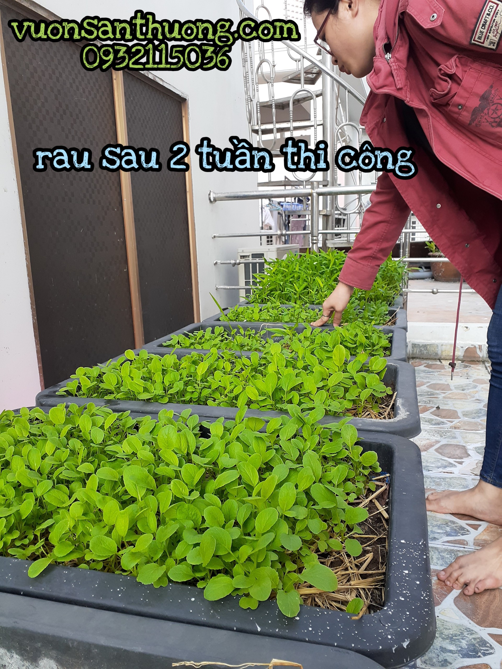 lên kiểm tra rau bảo hành cho khách lên kiểm tra rau bảo hành cho khách