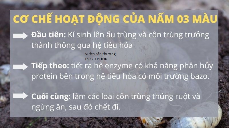 nấm 3 màu phòng bệnh