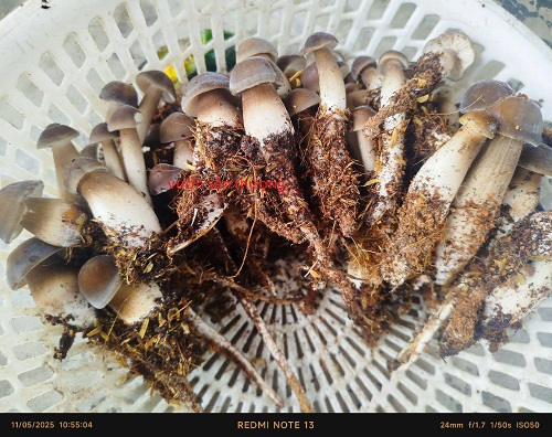 nấm mối đen thái hữu cơ