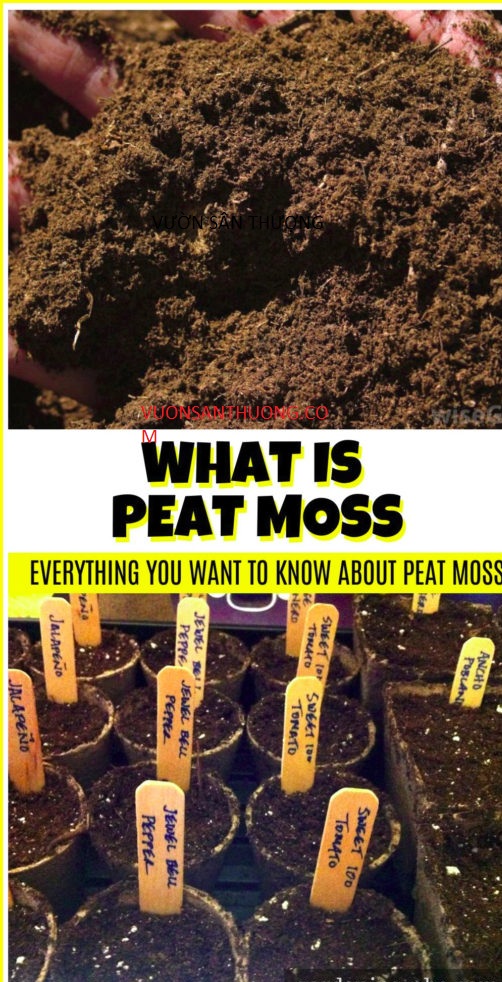 paetmoss rêu than bùn paetmoss rêu than bùn