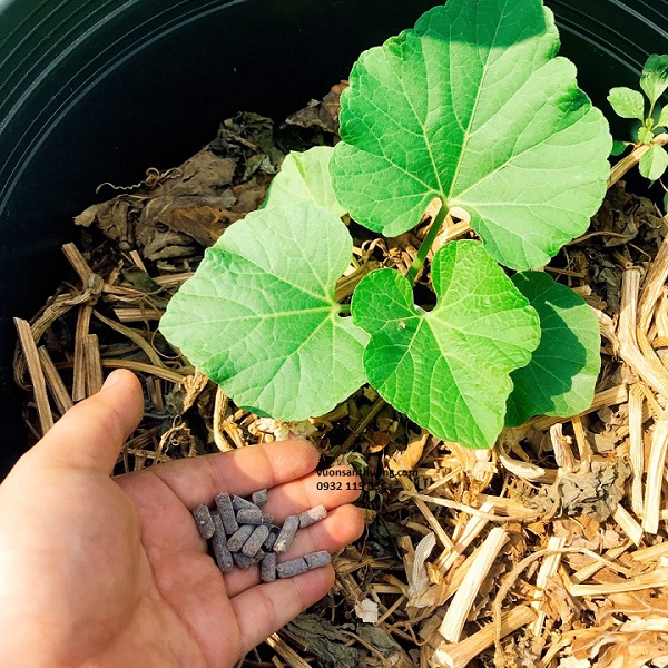 phân gà hữu cơ dạng viên phân gà hữu cơ dạng viên