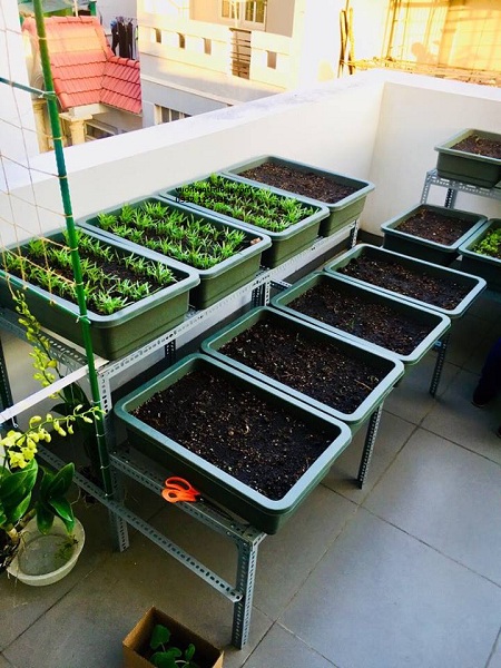 rau muống tuần 1 rau muống tuần 1