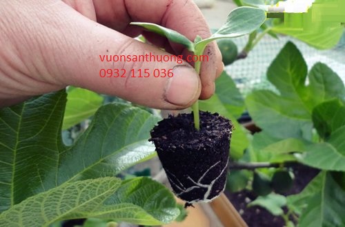 rễ cây dưa leo rễ cây dưa leo