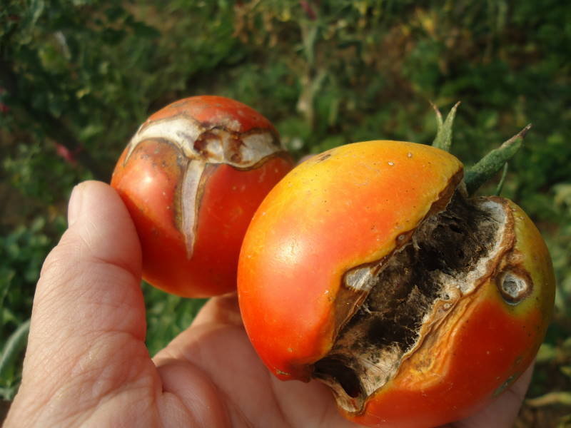 thiếu canxi ở cây cà chua thiếu canxi ở cây cà chua