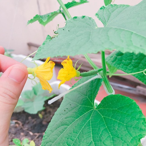 hoa đực và hoa cái dưa leo hoa đực và hoa cái dưa leo