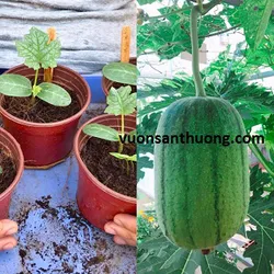 Cây kale ươm hữu cơ từ hạt cao 5-9 cm