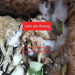 men cám gạo bokashi 200g