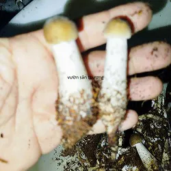 Nấm mối đen Thái tươi nuôi trồng hướng hữu cơ 250g loại ăn giòn