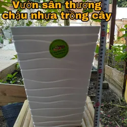 Châu Vuông Gợn Sóng Cao Trắng 250 x320 x170 mm