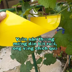 [ Kèm Dây Treo] Miếng Bẫy Dính Ruồi Vàng Và Các Loại Gây Hại Cho Cây 15*25 Cm