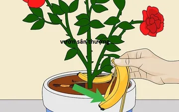 6 tuyệt chiêu làm tăng độ phì nhiêu của đất, nên bỏ túi