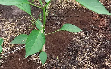 CÁCH BỔ SUNG PHÂN HỮU CƠ CHO ĐẤT