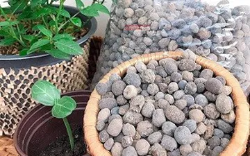 Phần dê có thật sự tốt