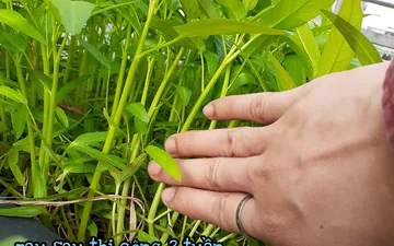 Thi công nhà chị Nhân 657 Nguyễn Kiệm