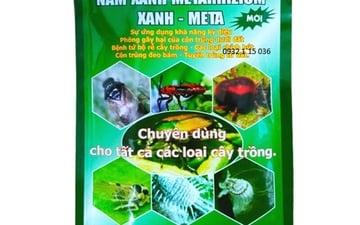 Sử Dụng Nấm Xanh Metarhizium Trong Quản Lý Sâu Hại Hiệu Quả Và Bền Vững