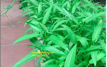 Vai trò của nito đối vớt thực vật