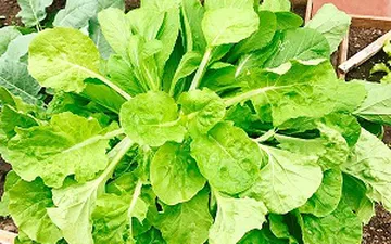 Phân gà hợp với cây gì