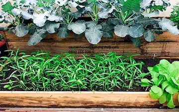 Cách làm đất trồng rau theo hướng hữu cơ