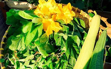 Cách trồng rau củ quả theo hướng hữu cơ trong thùng xốp ăn hoài không hết