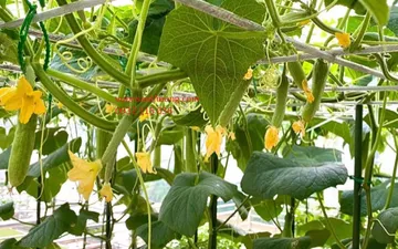 Hiểu đúng về đặc điểm hình thái của cây dưa leo (dưa chuột) để có cách chăm sóc đúng