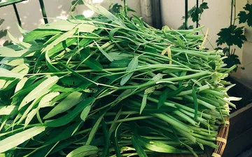 cách trồng rau hữu cơ tại nhà