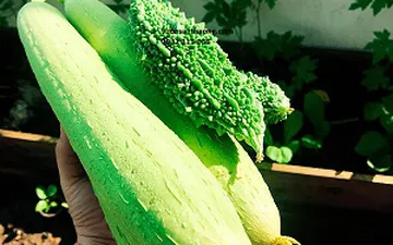 Bán đất trồng rau sạch ở tphcm