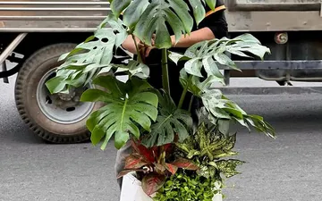 Chậu Composite – Giải pháp bền đẹp cho vườn sân thượng hiện đại