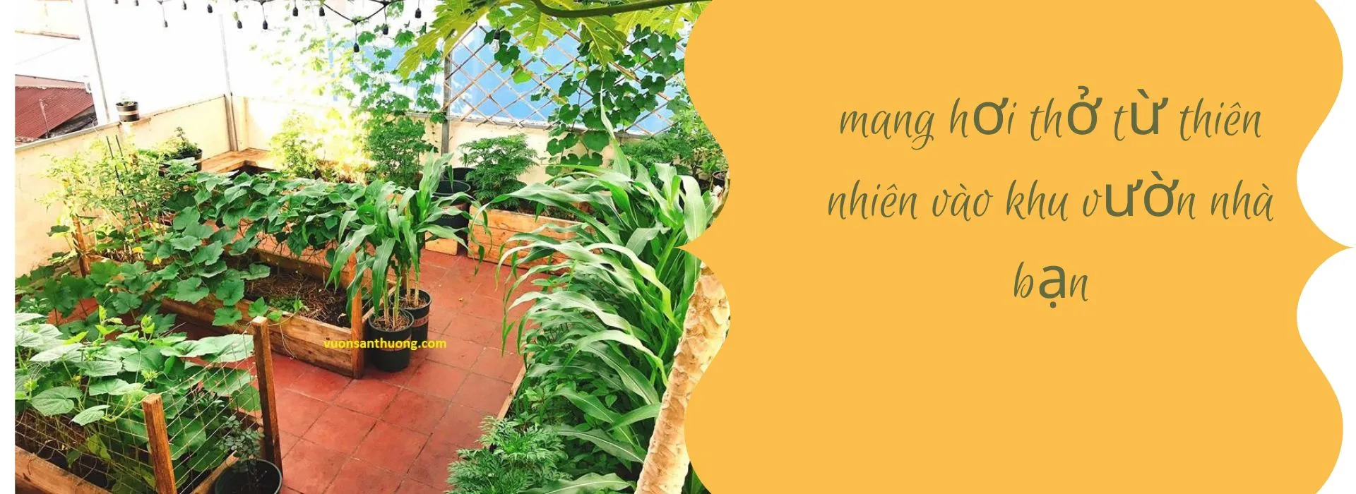 Chia sẻ chăm sóc Vườn