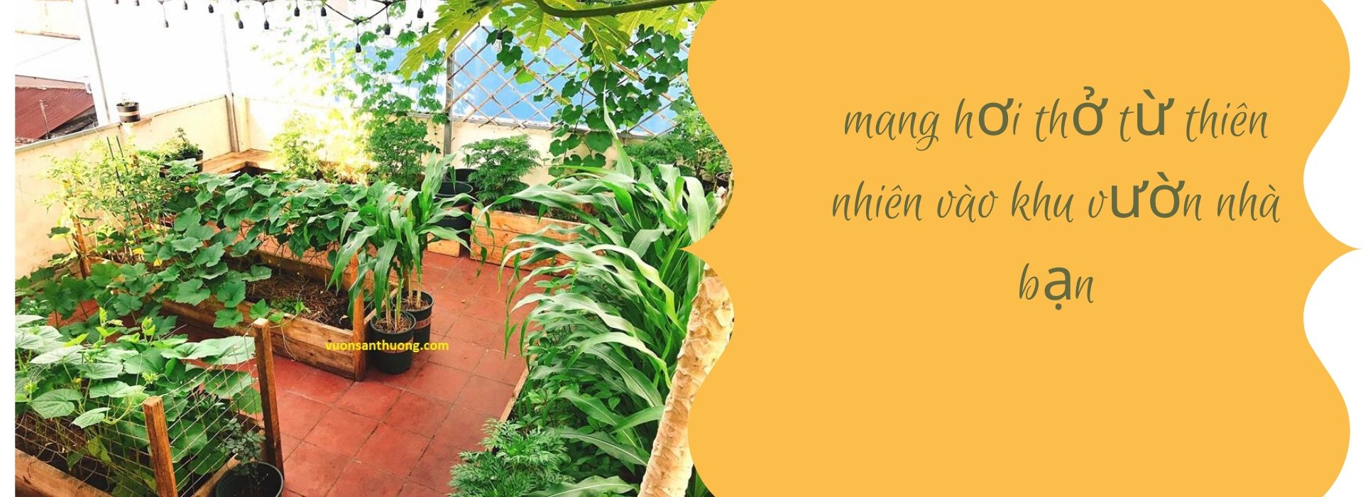 Chia sẻ chăm sóc Vườn