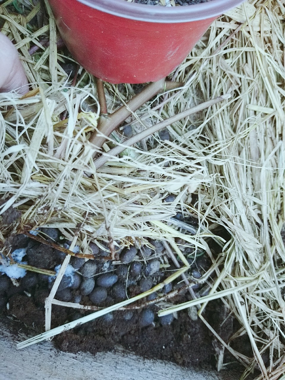 rơm tạo mùn cho đất rơm tạo mùn cho đất