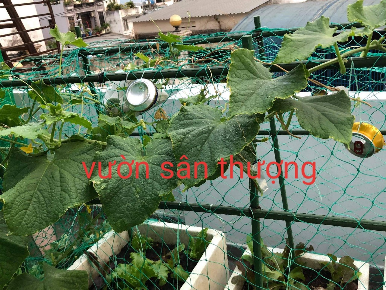 lưới làm giàn trông cây dây leo khổ 2m lưới làm giàn trông cây dây leo khổ 2m
