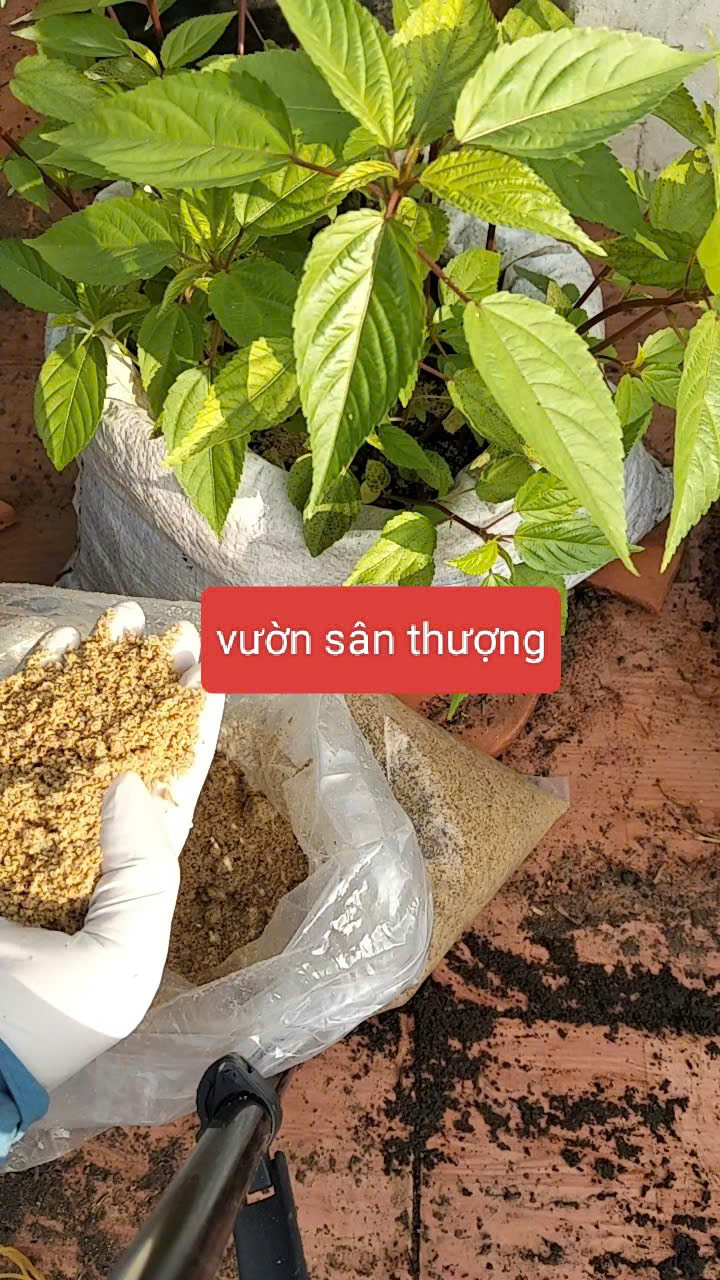 men cám gạo bokashi
