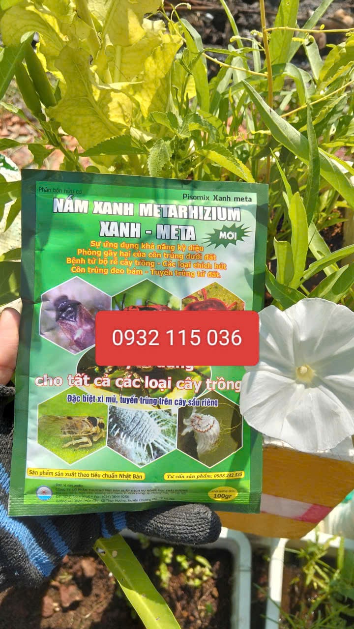 nấm xanh metarhium nấm xanh Metarhium