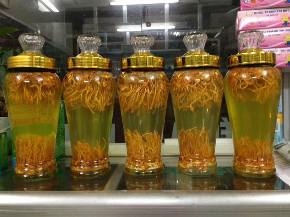 Rượu ngâm đông trùng hạ thảo có tốt không Rượu ngâm đông trùng hạ thảo có tốt không