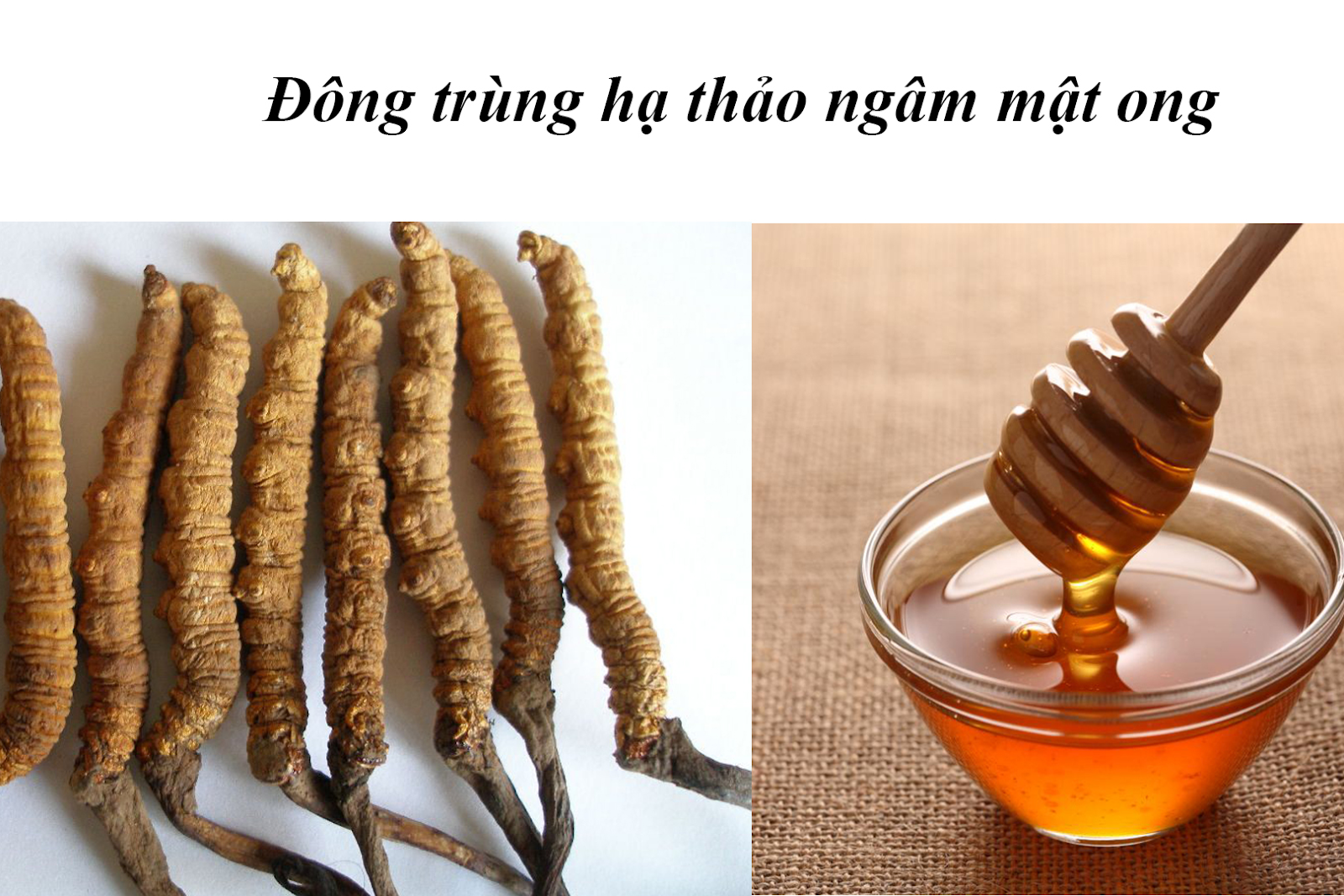 đông trùng hạ thảo khô ngâm mật ong đông trùng hạ thảo khô ngâm mật ong