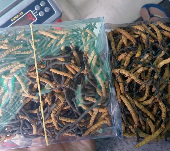 bảo quản đông trùng hạ thảo tươi bảo quản đông trùng hạ thảo tươi