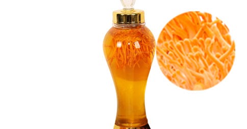 bảo quản đông trùng hạ thảo tươi bảo quản đông trùng hạ thảo tươi