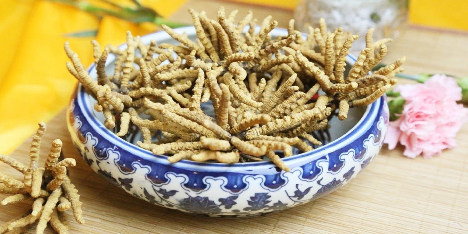 cách sử dụng đông trùng hạ thảo cách sử dụng đông trùng hạ thảo