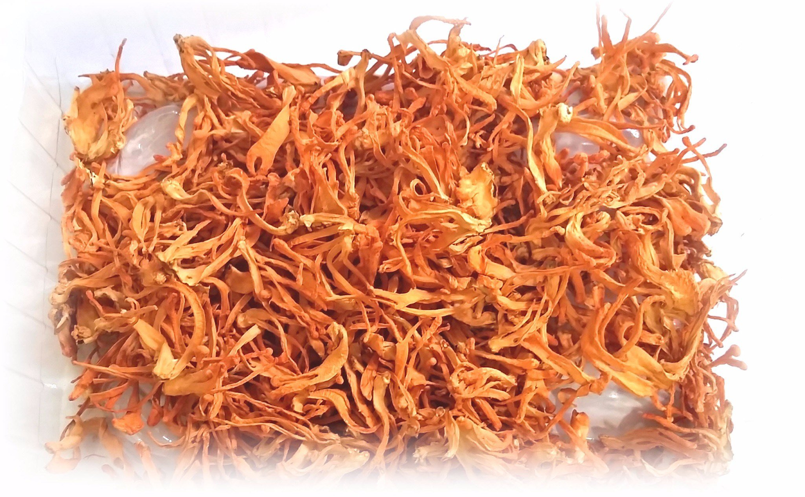 Giá đông trùng hạ thảo bao nhiêu tiền 1 kg Giá đông trùng hạ thảo bao nhiêu tiền 1 kg