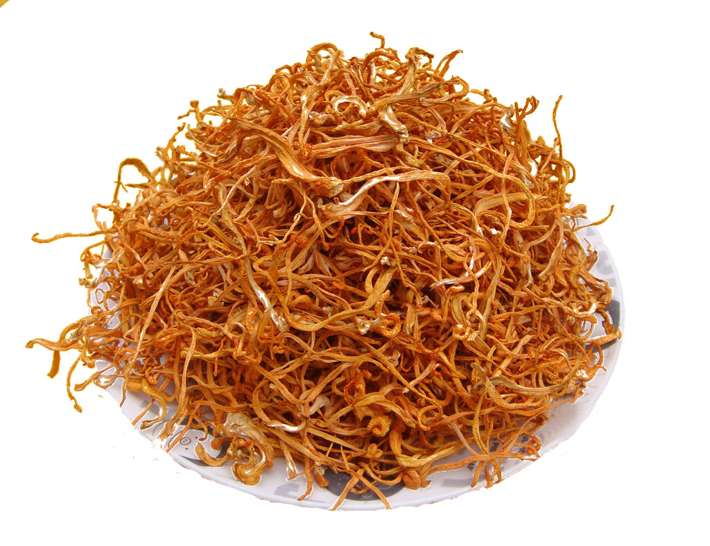 Rượu ngâm đông trùng hạ thảo có tốt không Rượu ngâm đông trùng hạ thảo có tốt không