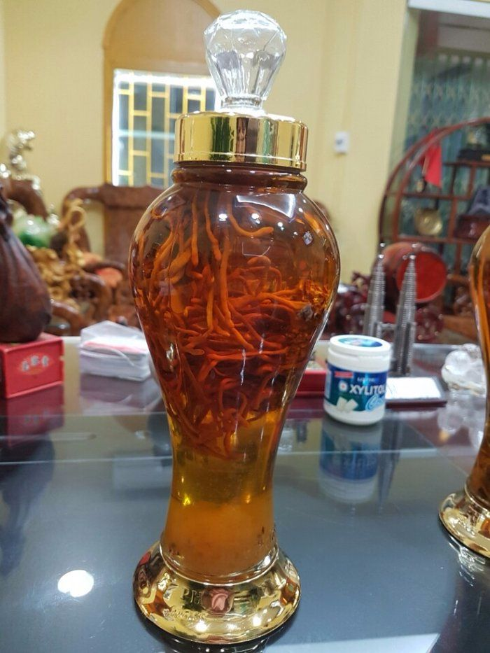 Rượu ngâm đông trùng hạ thảo có tốt không Rượu ngâm đông trùng hạ thảo có tốt không