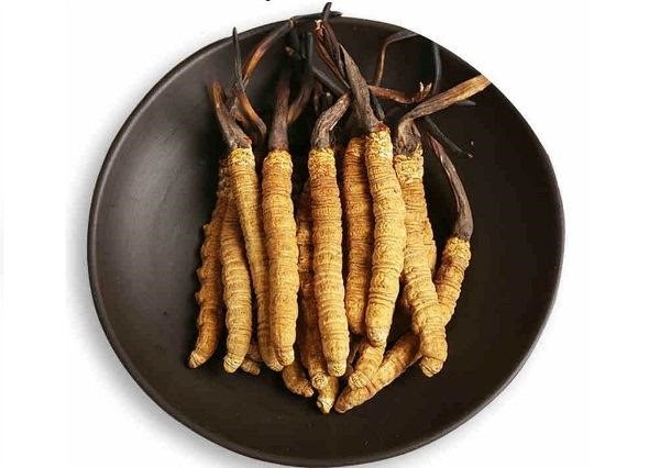 đông trùng hạ thảo ngâm rượu có tác dụng gì đông trùng hạ thảo ngâm rượu có tác dụng gì