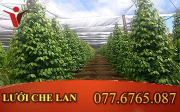 Vai Trò Quan Trọng Của Lưới Lan Trong Ngành Nông Nghiệp