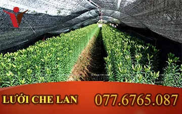 Điều Gì Làm Nên Ưu Thế Cho Lưới Che Lan Trong Những Năm Gần Đây