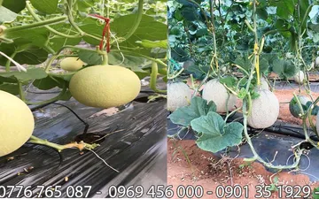 Bật Mí Màng Pe Với 9 Công Dụng Kỳ Diệu Nhất