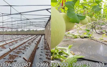 Chuyên Màng Pe - Nilong Trắng Quận 2