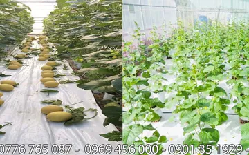 Chuyên Màng Pe - Nilong Đen Ở Bình Tân 